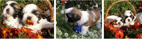 фото щенков ши-тцу