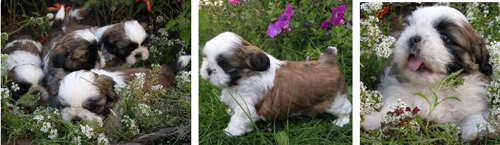 щенки ши-тцу питомника