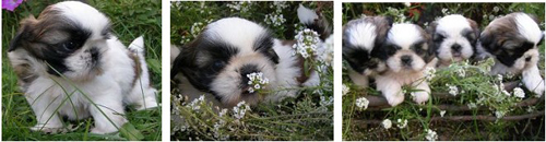 фото щенков ши-тцу