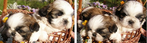 щенки ши-тцу питомника