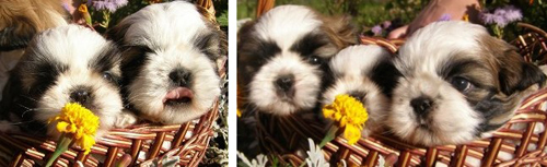 щенки ши-тцу питомника
