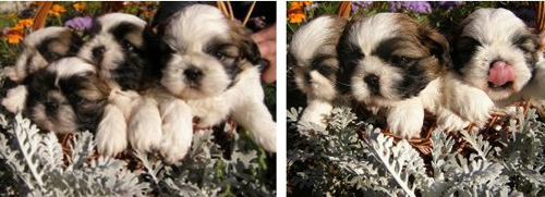 фото щенков ши-тцу