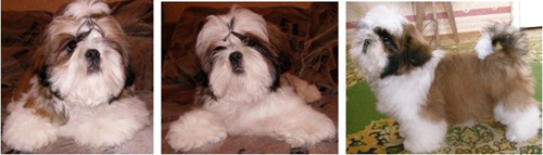 фото щенков ши-тцу 