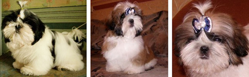 щенки ши-тцу питомника