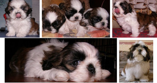 щенки ши-тцу