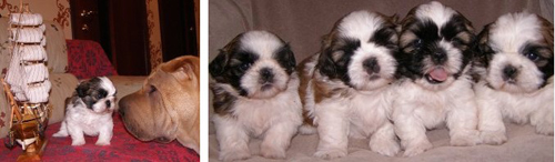 щенки ши-тцу питомника