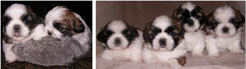фото щенков ши-тцу