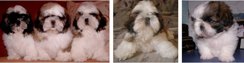 щенки ши-тцу питомника