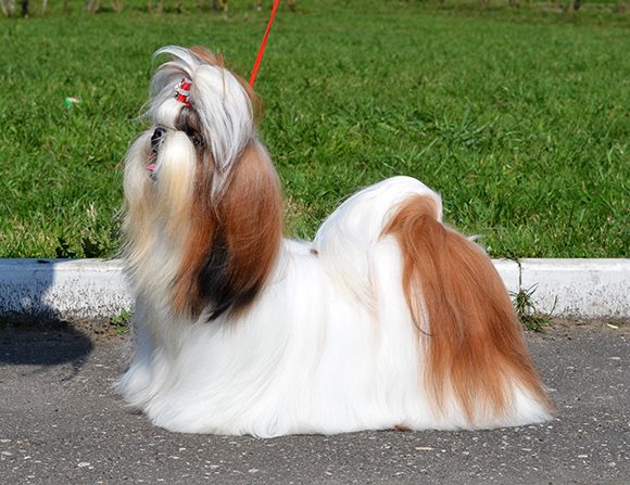 10268543_821223521224473_2587415687333437828_n