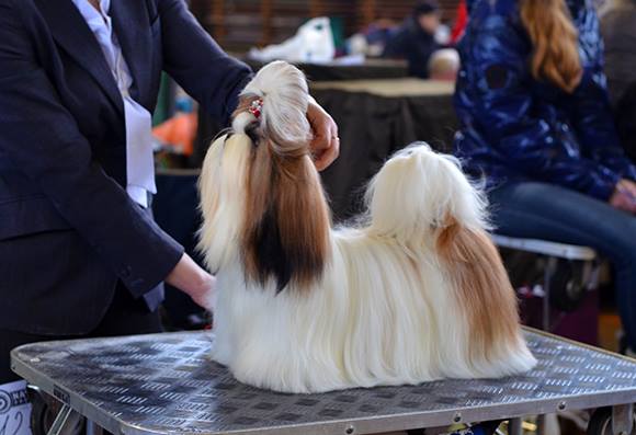 1962810_790869610926531_1187902043_n