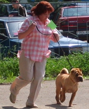 шар-пей выставки