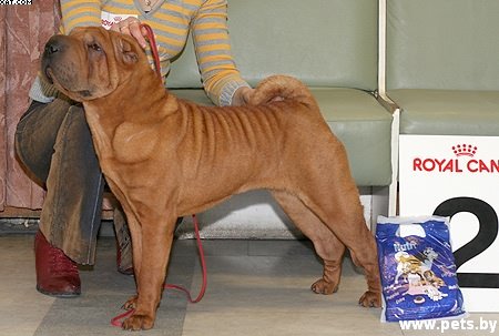 шар-пей фото выставки