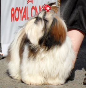 tainstv_ledi_19sept2010