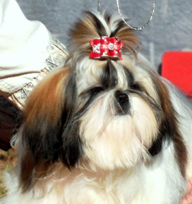 tainstv_ledy_19.09.2010