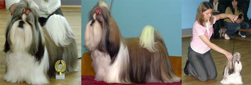 shihtzu_BIS_winner
